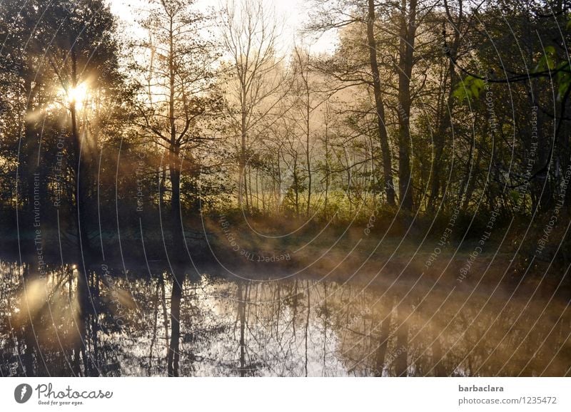 Geburtstagsglückwünsche für Tt Natur Landschaft Wasser Sonnenlicht Herbst Klima Schönes Wetter Nebel Wald Seeufer Teich leuchten Stimmung Vorfreude ruhig Beginn