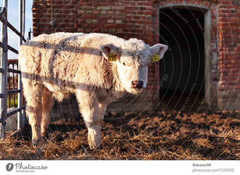 Das kleine Schaf Tier Nutztier 1 Tierjunges Stahl Backstein Neugier Farbfoto Außenaufnahme Menschenleer Tag Licht Schatten Kontrast Sonnenstrahlen Unschärfe