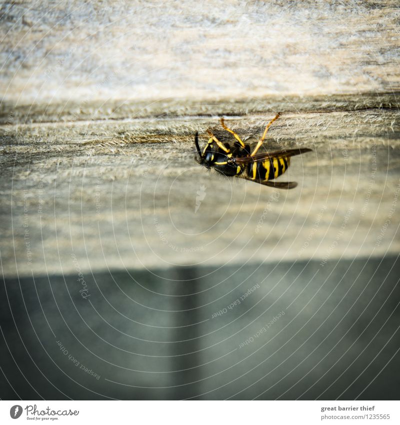 Wespe Natur Sommer Tier Biene 1 authentisch außergewöhnlich einzigartig gelb gold grau Flügel Insekt Wespen Farbfoto mehrfarbig Außenaufnahme Menschenleer