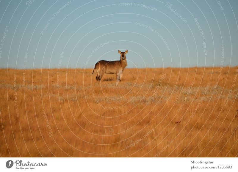 Was guckst du? Natur Landschaft Wiese Feld Tier Wildtier 1 ästhetisch heiß Wärme gelb Wachsamkeit Mittelpunkt Kudu Afrika Farbfoto Außenaufnahme Abend