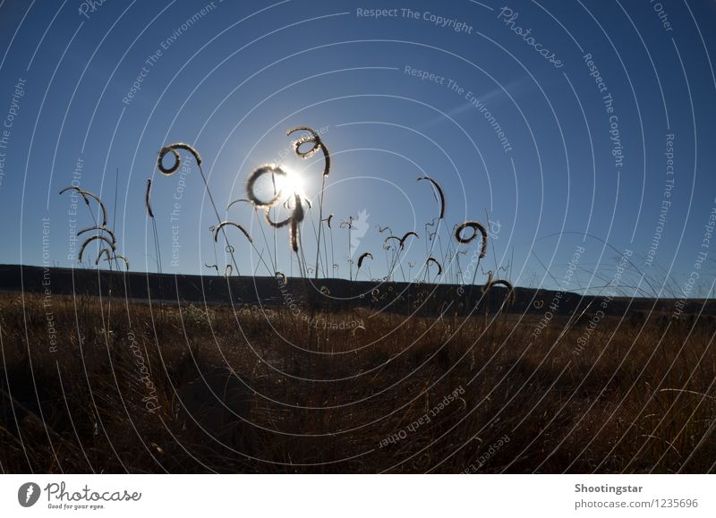 Naturlocken Umwelt Landschaft Tier Wiese Feld Locken beweglich Leben wachsen wiegen scheinen Außenaufnahme Textfreiraum oben Abend Silhouette Sonnenlicht