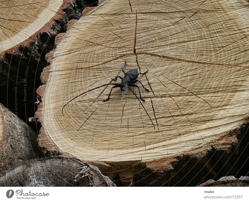 flotter käfer Holz Baumrinde Insekt Käfer Detailaufnahme