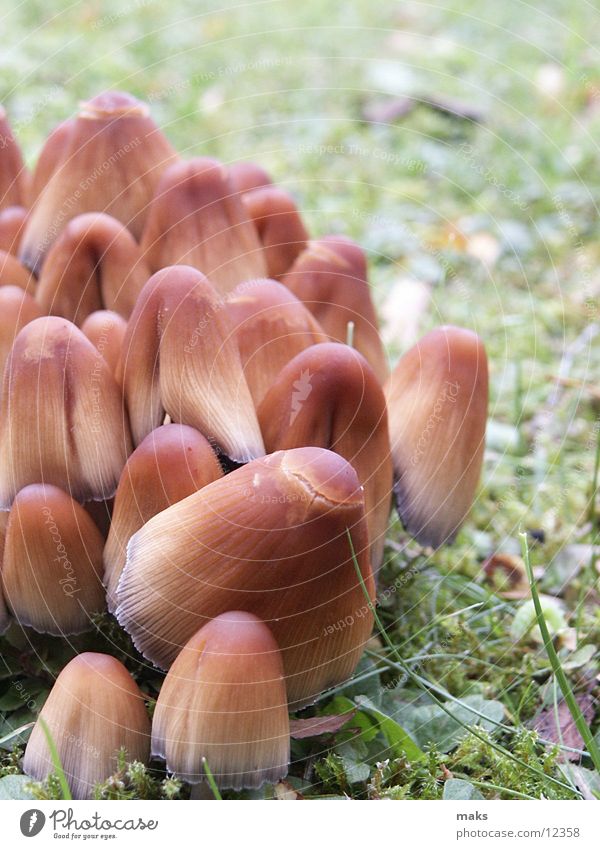 mushrooms Wiese braun Pilz Detailaufnahme