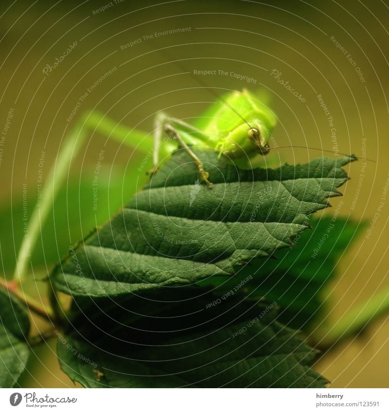 master flip (long leg edition) Insekt Tier Blatt grün Heimchen Schädlinge Heuschrecke Fressen Salto nagen Ernährung springen hüpfen festhalten Makroaufnahme