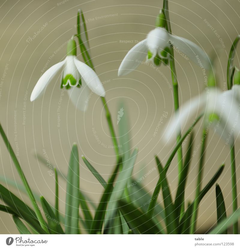Frühling im Februar... Schneeglöckchen Blume schön klein niedlich Bedecktsamer Amaryllisgewächse März Wintersonne Sonnenstrahlen Physik grün weiß Blüte Insekt