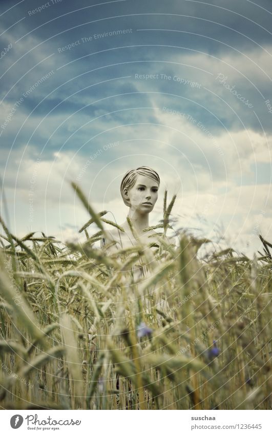 sie schaute .. himmel Wolken Feld Weizen Ähren Sommer Gesicht Kopf Schaufensterpuppe geheimnisvoll