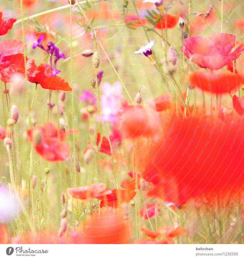 flora sagt: heut ist mo(h)ntag! Natur Pflanze Frühling Sommer Schönes Wetter Blume Gras Blatt Blüte Mohn Garten Wiese Feld Blühend Wachstum schön violett rot