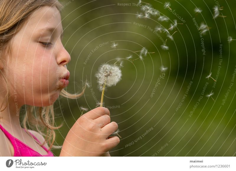 Die Pusteblume Freude schön Haare & Frisuren Spielen Kinderspiel Sommer Mädchen Kindheit 1 Mensch 3-8 Jahre Natur Frühling Blume blond langhaarig gebrauchen