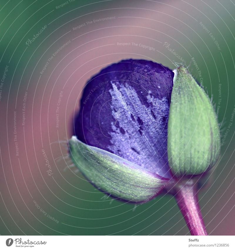 Blütenknospe einer Dreimasterblume Gottesauge Eintagsblume Garten-Dreimasterblume Tradescantia Tradescantia x andersoniana Commelinagewächse violette Blume