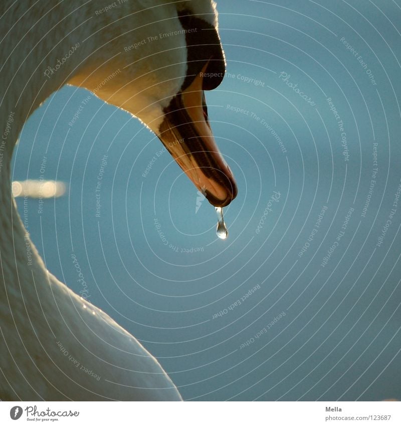 Durst Schwan Vogel See Teich hängen Schnabel gekrümmt Treue Beleuchtung schimmern glänzend Hochmut Wasser Wasservogel Küste Wassertropfen laufen lebenslang