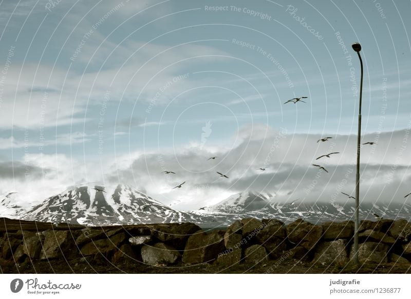 Island Umwelt Natur Landschaft Himmel Wolken Klima Wetter Berge u. Gebirge Schneebedeckte Gipfel Küste Hafen Tier Vogel Möwe Tiergruppe außergewöhnlich
