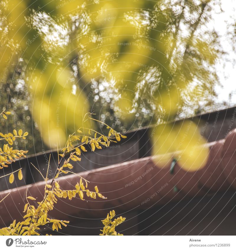 AST7 Pott | vor dem Ast... Dachrinne Regenrinne Röhren Rost Metall alt gelb gold rot herbstlich Blatt Gebäudeteil Wasserrohr Güterverkehr & Logistik Leitung