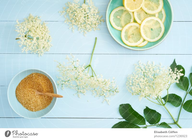 Zutaten für Holunderblütensirup Lebensmittel Bioprodukte Getränk Teller Schalen & Schüsseln Pflanze frisch Gesundheit blau gelb grün Blüte Zitrone