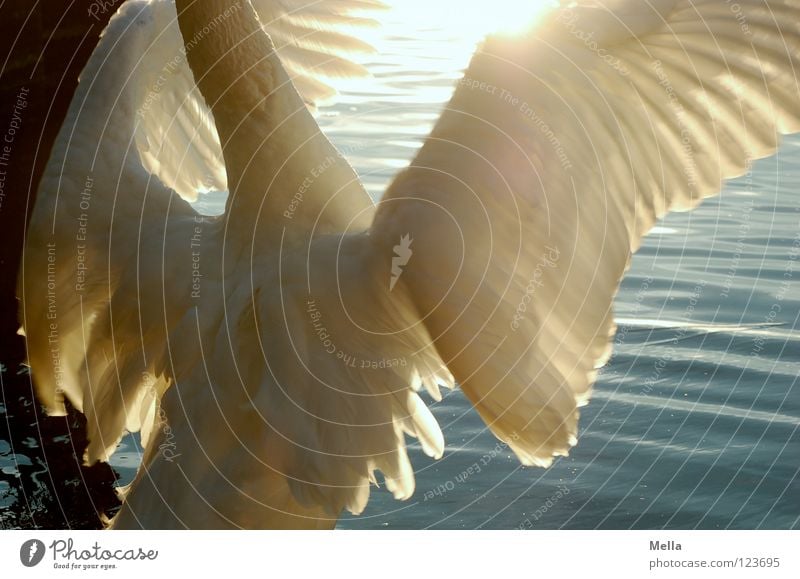 Macho Schwan Angeben Eindruck flattern Macht See Teich Vogel nass Beleuchtung Sonne weiß Wellen schön Wichtigtuer machen wedeln aufschneiden Aufschneider Flügel