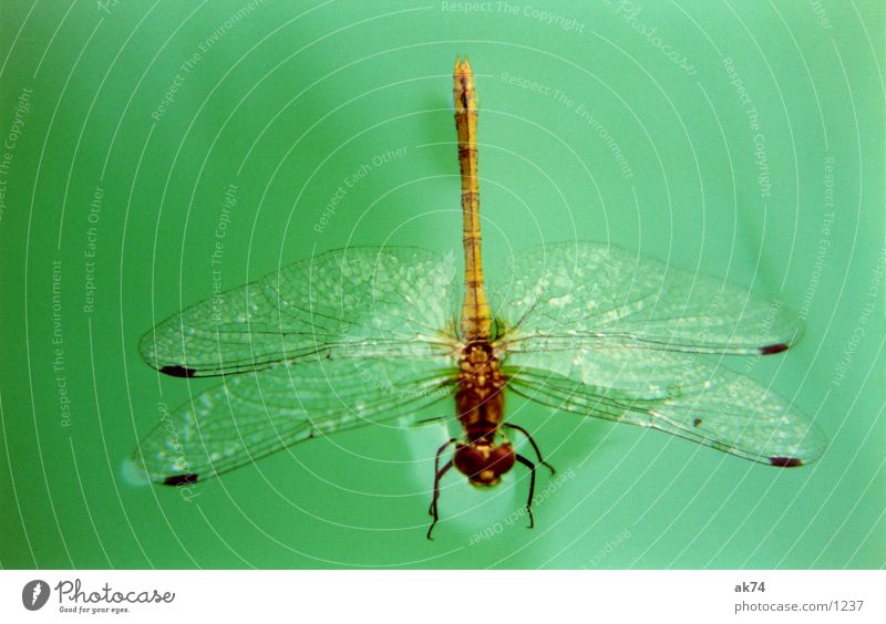 Libelle grün Insekt Wasser Makroaufnahme Flügel fliegen