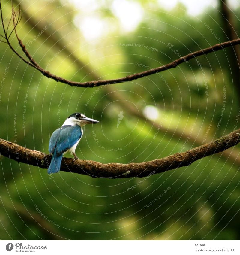i am still a king... ruhig Tier Baum Urwald Vogel blau schwarz weiß Eisvögel Schnabel Schwanz Asien Singapore Farbfoto Außenaufnahme Tag Schwache Tiefenschärfe