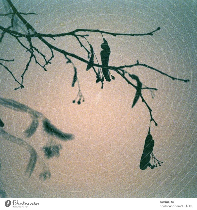 Wintermorgentraum kalt Blatt zierlich aufgehen Osten Linde Lindenblüte Geäst Baum Pflanze Marmelade lecker produzieren rot grau Röte Dämmerung Nebel schön wach