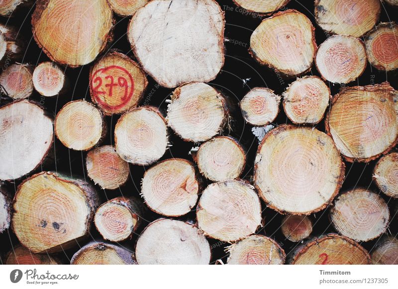 Schnittstellen. Wald Baumstamm Baumrinde Jahresringe Ziffern & Zahlen Holzstapel liegen natürlich Sauberkeit braun rot schwarz Gefühle Farbfoto Außenaufnahme