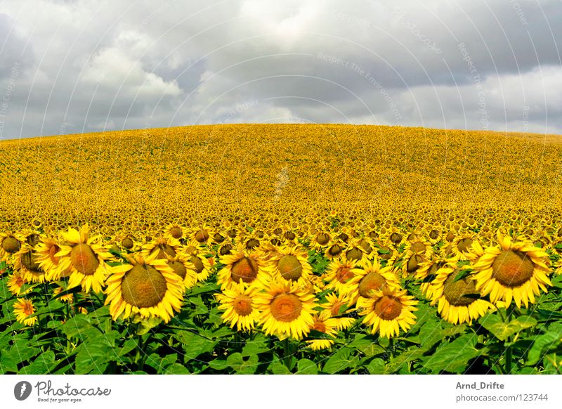 Sonnenblumenfeld II Wolken Feld Blume Sommer gelb weiß Frühling Horizont Landwirtschaft fleißig Arbeit & Erwerbstätigkeit Fröhlichkeit Freundlichkeit frisch