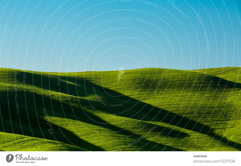 Lange Schatten in der Toskana Ferien & Urlaub & Reisen Sonne Landschaft Wolkenloser Himmel Horizont Frühling Schönes Wetter Gras Wiese Hügel Linie ästhetisch