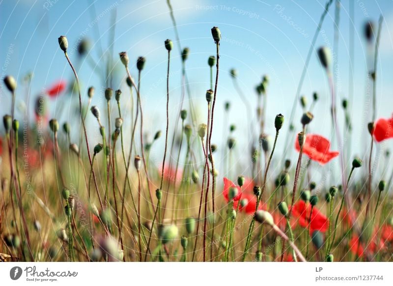 Kapseln Umwelt Natur Landschaft Pflanze Urelemente Luft Erde Himmel Wolkenloser Himmel Horizont Frühling Sommer Klima Schönes Wetter Gras Blüte Nutzpflanze