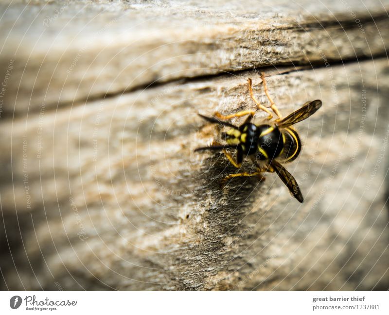 Wespe auf Futtersuche Tier Biene 1 Holz braun mehrfarbig gelb gold schwarz Wespen Flügel Außenaufnahme Nahaufnahme Detailaufnahme Makroaufnahme Experiment