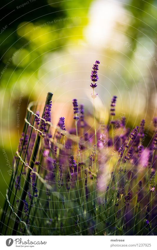 aus meinem Garten ... elegant Stil harmonisch Erholung Natur Pflanze Schönes Wetter Blüte Wildpflanze Topfpflanze Lavendel Blütenstiel Unschärfe Lichtpunkt