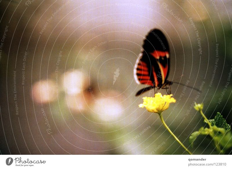 Ruhe Schmetterling Blume rot weiß grün Tiefenschärfe Makroaufnahme Frühling Sommer Fühler Nahaufnahme schön orange Natur exotisch Flügel