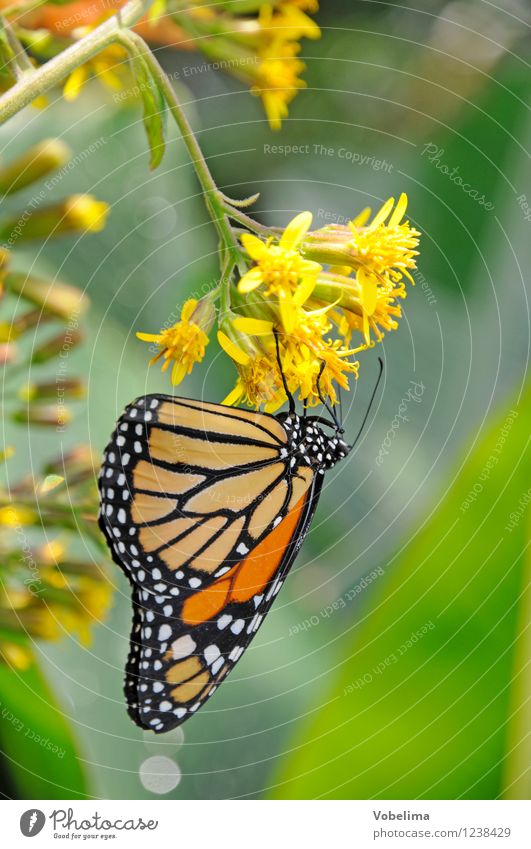 Monarchfalter an Wandelröschen exotisch Tier Schmetterling 1 ästhetisch positiv braun mehrfarbig gelb gold grün tagfalter Insekt Zoologie tropisch lantana