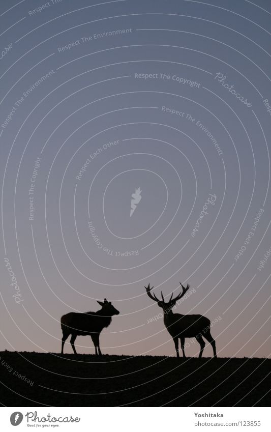 Zweisame Einsamkeit Reh Horn Tier 2 ruhig Unendlichkeit Horizont Dämmerung Zusammensein Säugetier Liebe Kommunizieren Frieden Kontrast Abend Himmel Silhouette
