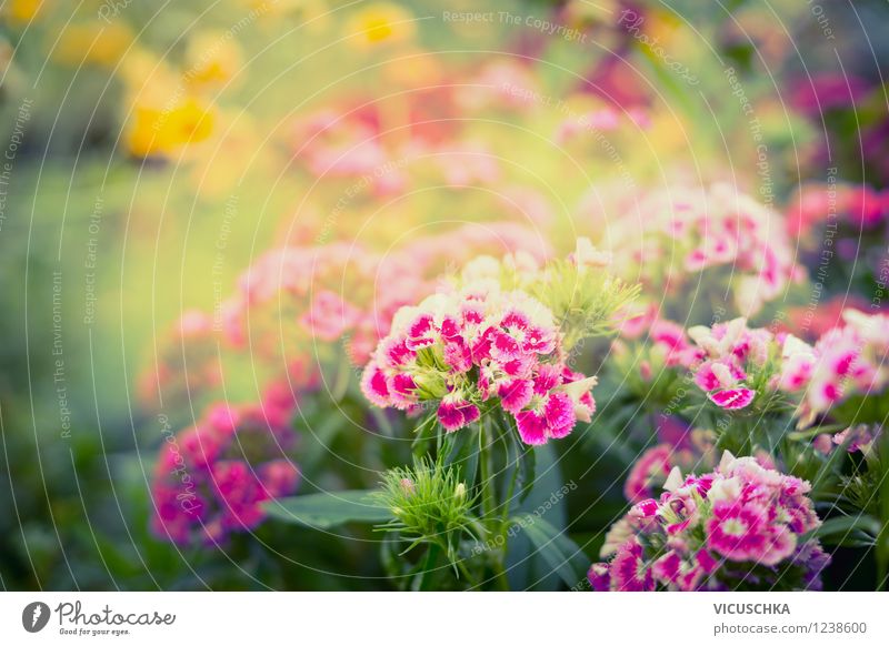 Schöne Garten Nelken Blumenbeet Stil Design Sommer Natur Pflanze Sonnenaufgang Sonnenuntergang Sonnenlicht Herbst Schönes Wetter Blatt Blüte Park rosa