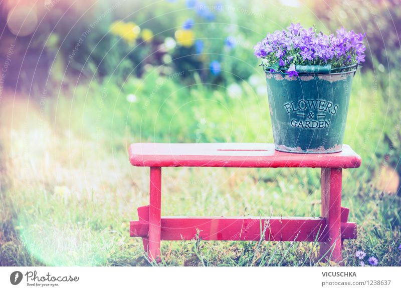 Glockenblumen in altem Eimer auf altem Hocker Stil Design Freude Sommer Garten Stuhl Natur Pflanze Sonnenlicht Frühling Herbst Schönes Wetter Blume Blüte