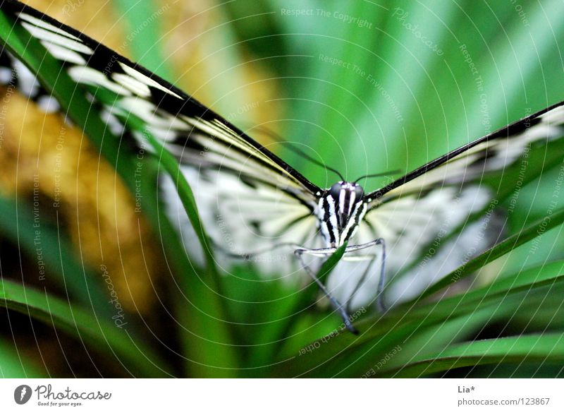 beflügelnd schön Natur Blatt Schmetterling Flügel Streifen fliegen sitzen grün schwarz weiß leicht fein Fühler Insekt zierlich Nahaufnahme Detailaufnahme