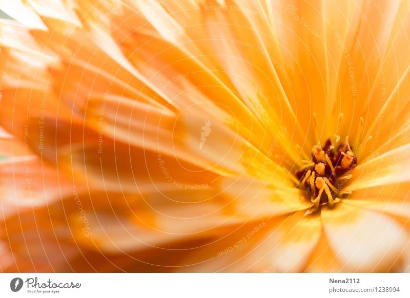 Herzlich Umwelt Natur Pflanze Sonnenlicht Frühling Sommer Schönes Wetter Blume Blüte Garten Park ästhetisch authentisch schön orange Glückwünsche