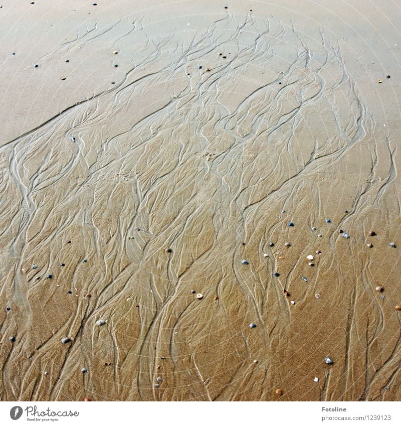 Kunstwerk der Natur Umwelt Urelemente Erde Sand Wasser Schönes Wetter Küste Strand Nordsee Meer nass natürlich braun Priel Kieselsteine Stein Linie Muster