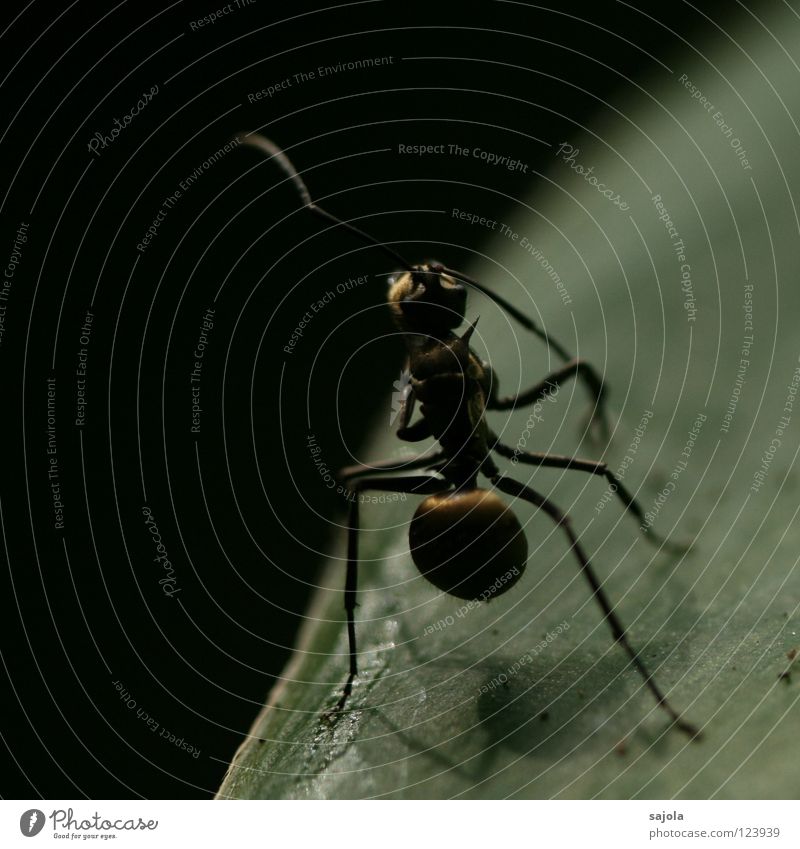 goldige ameise Tier Blatt dunkel niedlich Ameise Insekt Fühler Asien Singapore Nahaufnahme Makroaufnahme Schatten Beine
