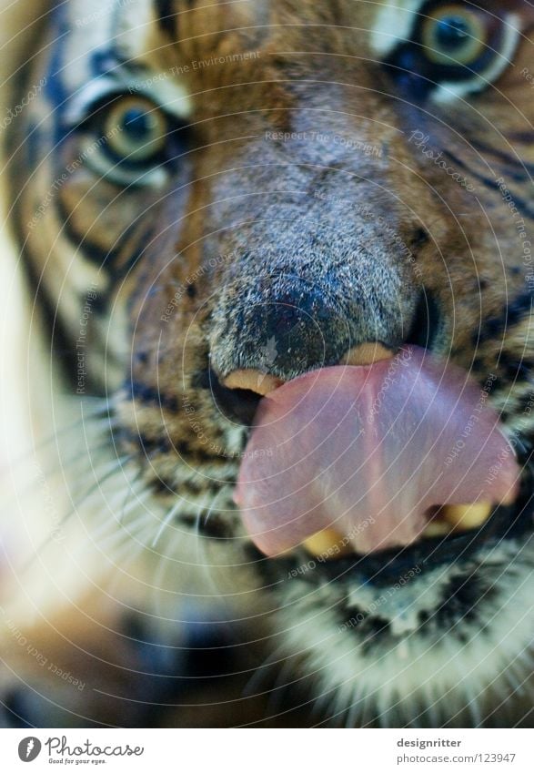 Lecker Fotograf! Tiger Landraubtier Dieb lutschen Lippen lecker Futter füttern Fressen Appetit & Hunger gefährlich aufregend Todesangst Ernährung Säugetier