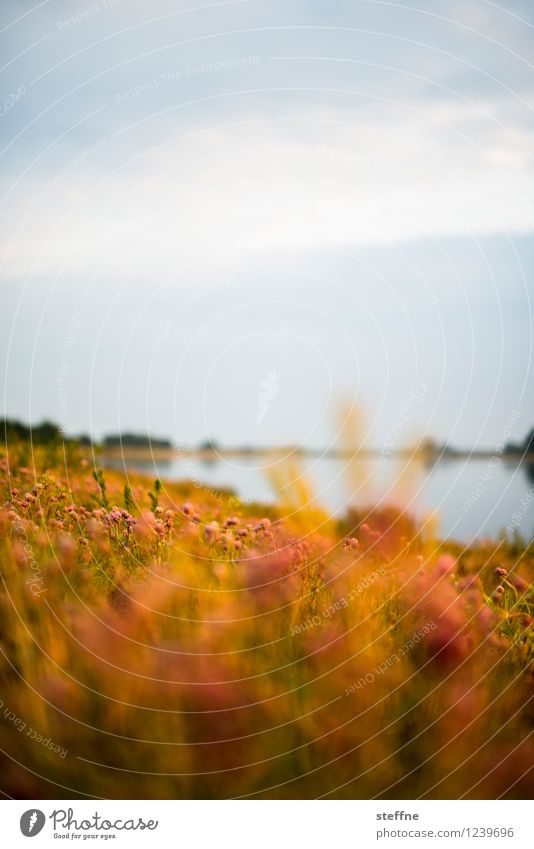 Elbe, abends Blume leuchten Sommer Wiese Flussufer Sonnenuntergang Sonnenlicht Dämmerung Farbfoto Außenaufnahme Textfreiraum oben Hintergrund neutral