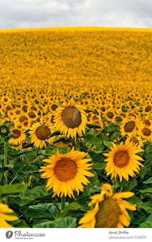 Sonnenblumenfeld III Wolken Feld Blume Sommer gelb weiß Frühling Horizont Landwirtschaft fleißig Arbeit & Erwerbstätigkeit Fröhlichkeit Freundlichkeit frisch