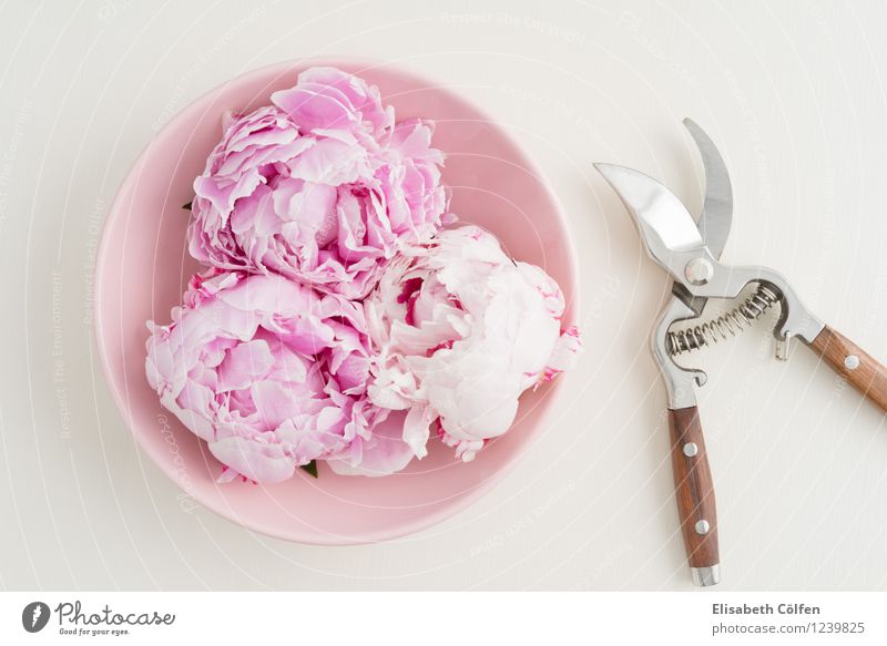 Frisch geschnittene Pfingstrosenblüten Blumenarrangement Gartenschere Blüten Dekoration blühen in voller Blüte Pastellfarben Schere Schale Schüssel rosa pink