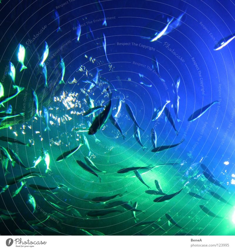 Fischls Meer See Teich Fischschwarm Unterwasseraufnahme Licht Sonnenstrahlen Reflexion & Spiegelung Strahlung diagonal Quadrat Aquarium