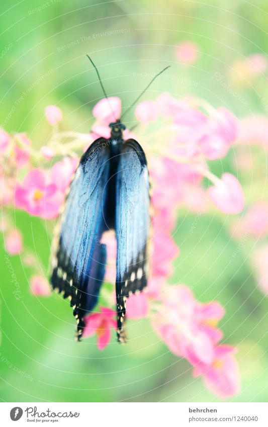 himmelblau auf mädchenrosa Natur Pflanze Tier Frühling Sommer Schönes Wetter Blume Blatt Blüte Garten Park Wiese Wildtier Schmetterling Flügel 1 beobachten
