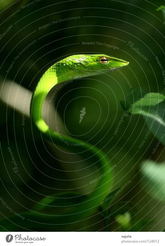 'kurvenreich' Tier Baum Schlange grün Natter Reptil Rückzug Singapore Asien Schlitz Schlüsselloch Gift Botanischer Garten Kurve Nahaufnahme Makroaufnahme