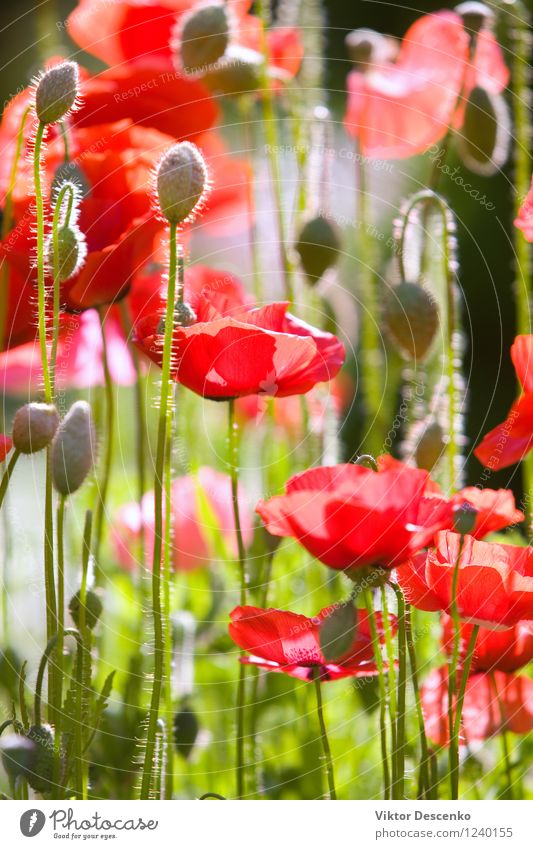 Rote Mohnblumen im Sommergarten Design Sonne Garten Dekoration & Verzierung Kunst Natur Landschaft Pflanze Blume Gras Wiese laufen Wachstum frisch wild grün rot