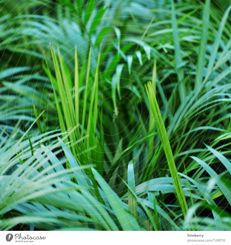 george bush grün Florida Botanik Urwald Hintergrundbild Park Cocktail Bahamas Strand Ferien & Urlaub & Reisen frisch Pflanze Wachstum Küste jungle jungel leaf