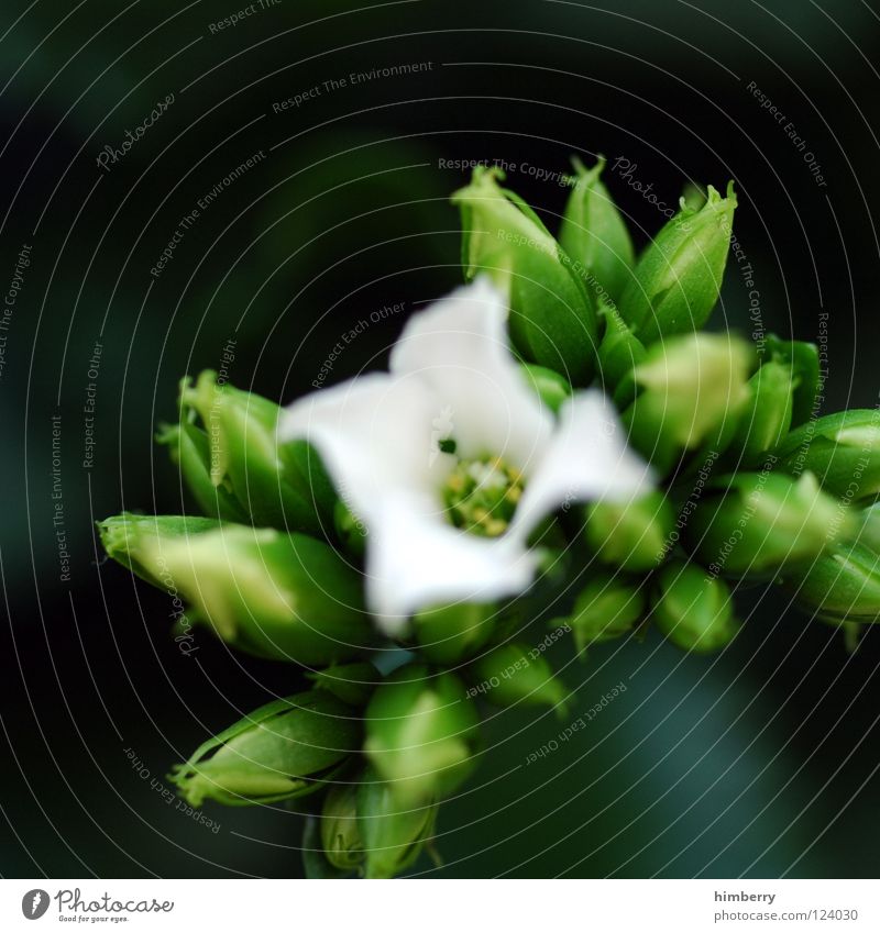 knospencase Blume Blüte weiß Blütenblatt Botanik Sommer Frühling frisch Wachstum Pflanze Hintergrundbild Gruß Makroaufnahme Nahaufnahme flower Detailaufnahme