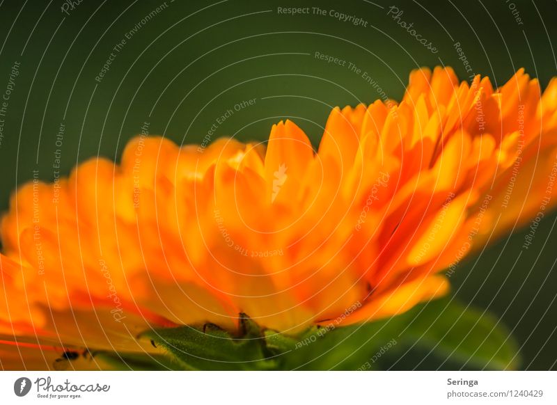 Sonnenschirm ( Ringelblume 2 ) Natur Pflanze Sommer Blume Blüte Garten beobachten Blühend Duft Farbfoto Außenaufnahme Nahaufnahme Detailaufnahme Makroaufnahme