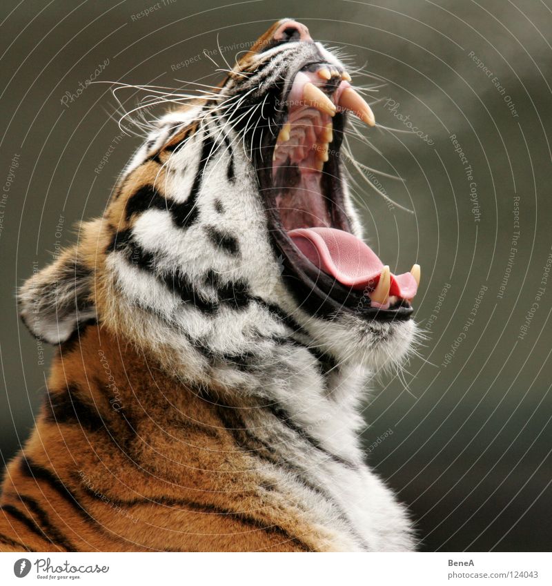 Miau Tiger Sibirien Sibirischer Tiger Katze Wildkatze gähnen Schnurrhaar Fell gestreift weiß schwarz schlafen aufwachen Langeweile gefährlich Atem Wildnis Natur