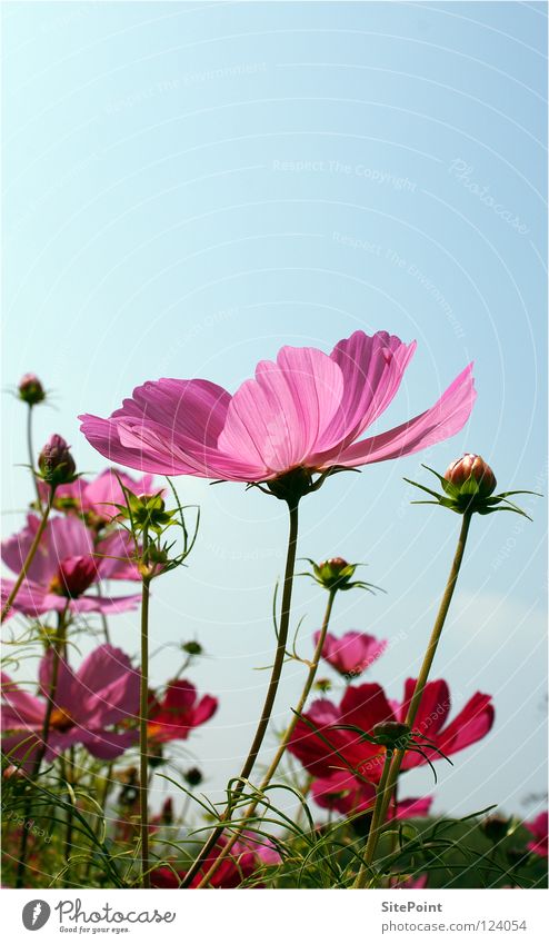 Cosmea Schmuckkörbchen Blume Himmel rosa zart grün Blüte Sommer flower sky sanft
