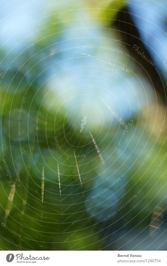 webdesign Spinne hell Netz Spinnennetz fadenförmig Spirale Garten Kreis himmelblau Pflanze grün Sommer Licht Baum Falle Fallensteller Natur Farbfoto